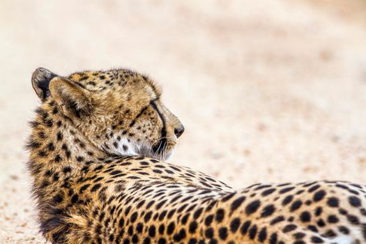 Specie Acinonyx jubatus family of felidae