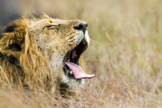 Specie Panthera leo family of felidae