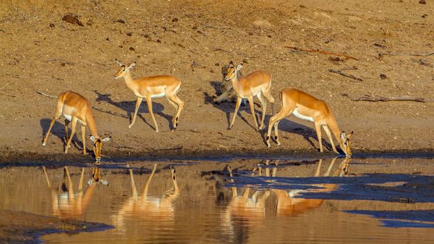 Specie Aepyceros melampus family of bovidae