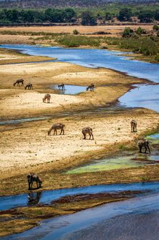 Specie Kobus ellipsiprymnus family of bovidae