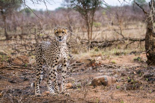 Specie Acinonyx jubatus family of felidae