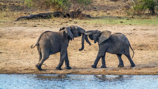 Specie Loxodonta africana family of Elephantidae