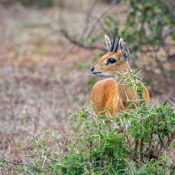 Specie Raphicerus campestris family of bovidae