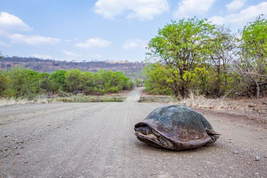 Specie Stigmochelys pardalis family of Testudinidae