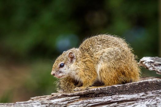 Specie Paraxerus cepapi family of Sciuridae