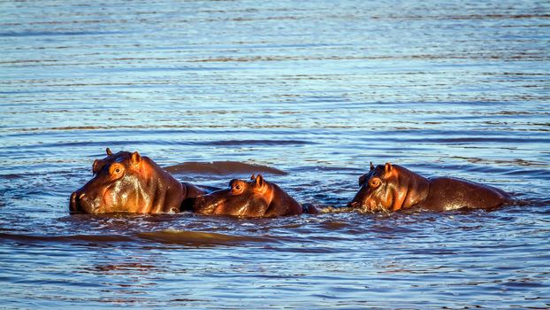 Specie Hippopotamus amphibius family of Hippopotamidae