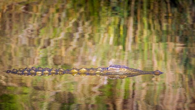 Specie Crocodylus niloticus family of Crocodylidae