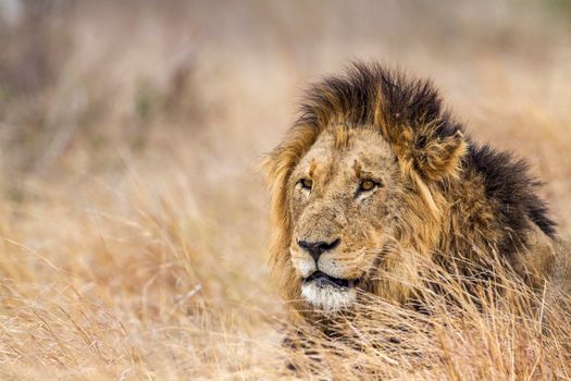 Specie Panthera leo family of felidae