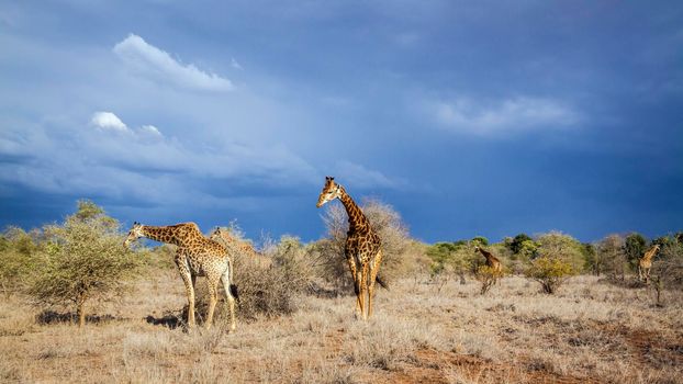 Specie Giraffa camelopardalis family of Giraffidae