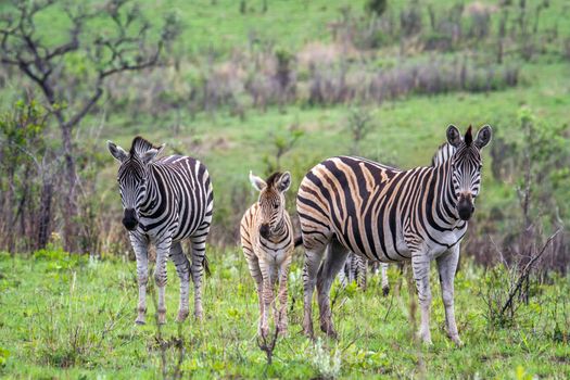 Specie Equus quagga burchellii family of equidae