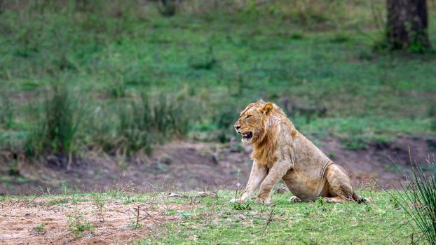 Specie Panthera leo family of felidae
