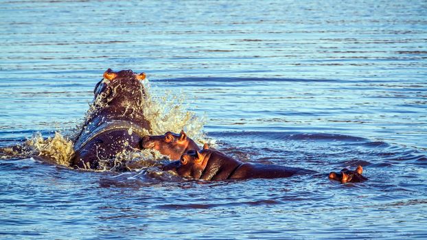 Specie Hippopotamus amphibius family of Hippopotamidae
