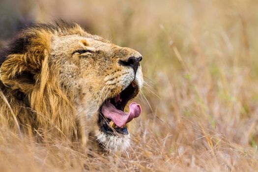Specie Panthera leo family of felidae
