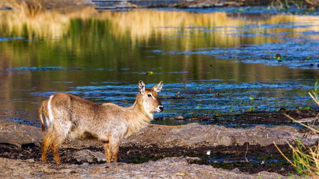 Specie Kobus ellipsiprymnus family of bovidae