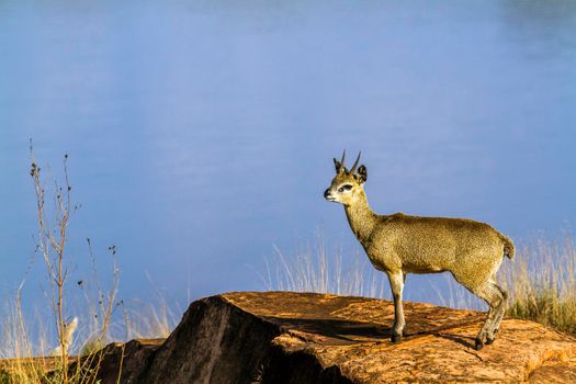 Specie Oreotragus oreotragus family of bovidae