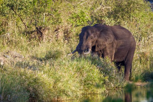 Specie Loxodonta africana family of Elephantidae
