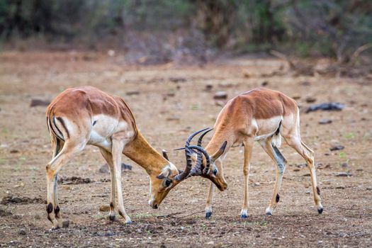 Specie Aepyceros melampus family of bovidae