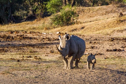 Specie Ceratotherium simum simum family of Rhinocerotidae