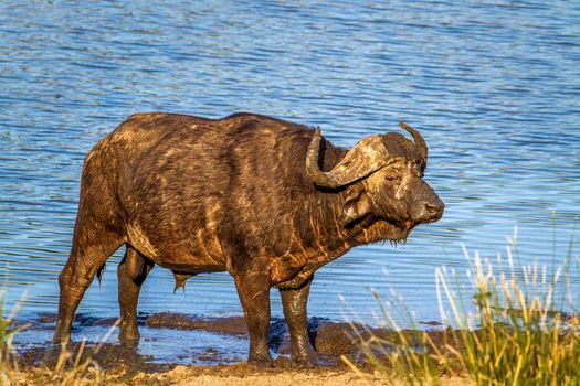 Specie Syncerus caffer family of bovidae