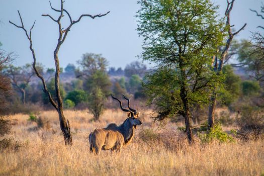 Specie Kobus ellipsiprymnus family of bovidae