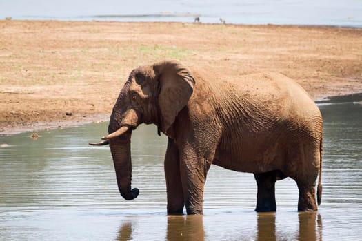 Specie Loxodonta africana family of Elephantidae