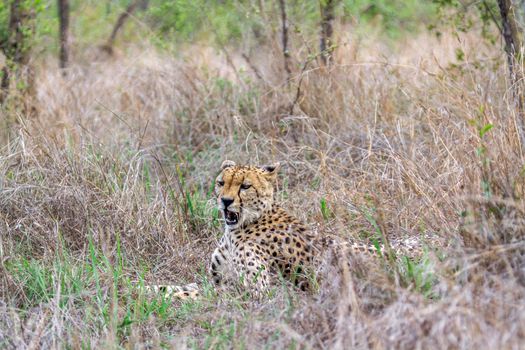 Specie Acinonyx jubatus family of felidae