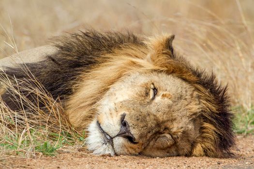 Specie Panthera leo family of felidae