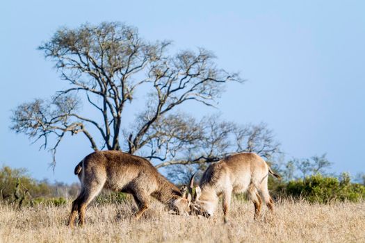 Specie Kobus ellipsiprymnus family of bovidae