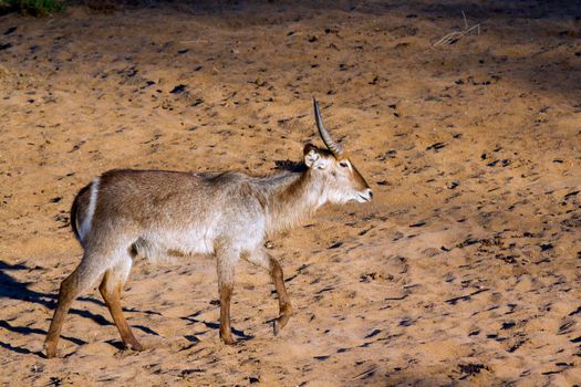 Specie Kobus ellipsiprymnus family of bovidae