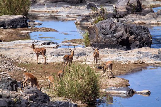 Specie Aepyceros melampus family of bovidae
