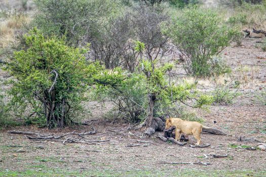 Specie Panthera leo family of felidae