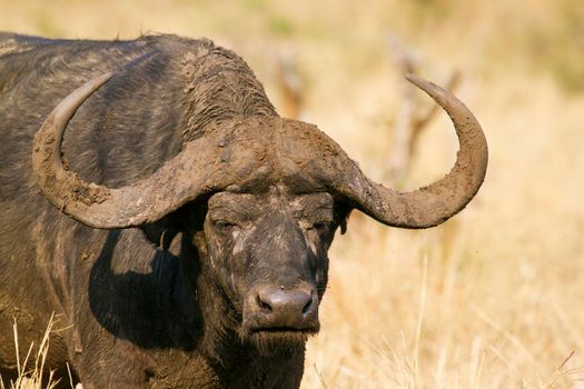 Specie Syncerus caffer family of bovidae