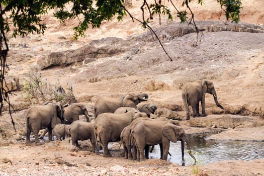 Specie Loxodonta africana family of  Elephantidae