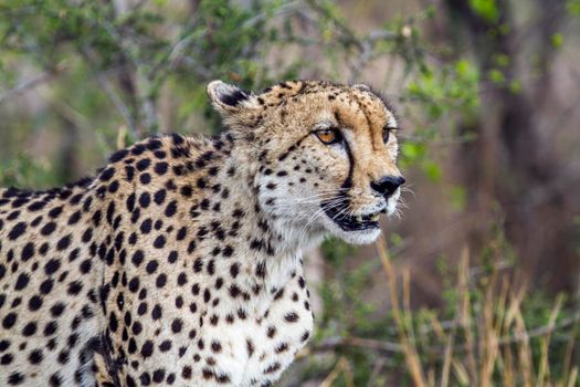 Specie Acinonyx jubatus family of felidae