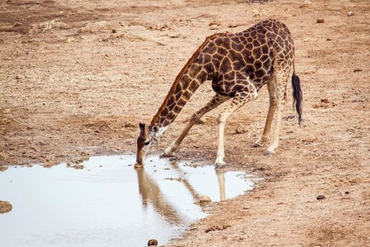 Specie Giraffa camelopardalis family of Giraffidae