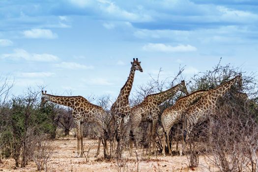 Specie Giraffa camelopardalis family of Giraffidae