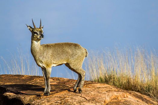 Specie Oreotragus oreotragus family of bovidae