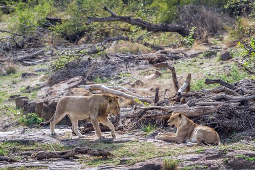 Specie Panthera leo family of felidae