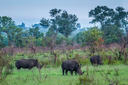 Specie Ceratotherium simum simum family of Rhinocerotidae