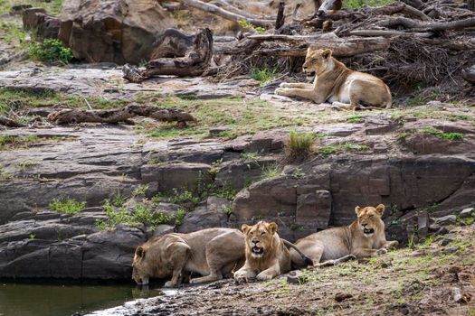 Specie Panthera leo family of felidae