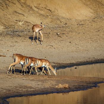 Specie Aepyceros melampus family of bovidae