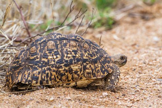 Specie Stigmochelys pardalis family of Testudinidae