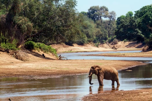Specie Loxodonta africana family of Elephantidae