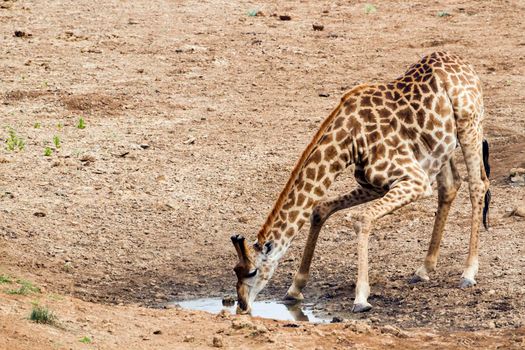 Specie Giraffa camelopardalis family of Giraffidae