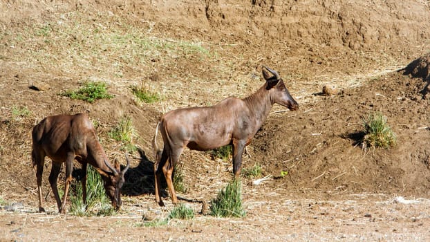Specie Damaliscus lunatus lunatus family of bovidae
