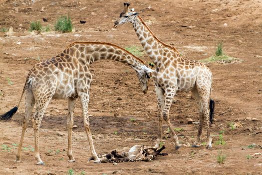 Specie Giraffa camelopardalis family of Giraffidae