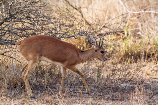 Specie Raphicerus campestris family of bovidae