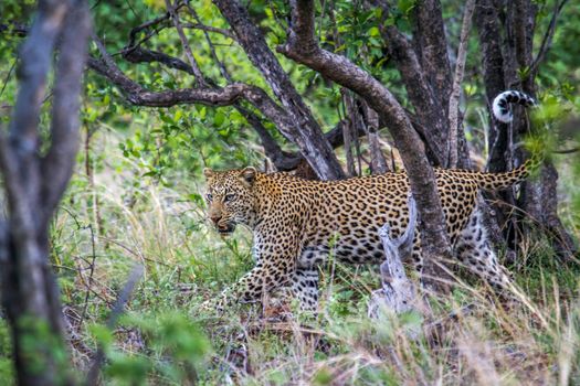 Specie Panthera pardus family of felidae