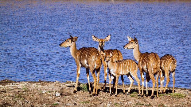 Specie Tragelaphus angasii family of bovidae