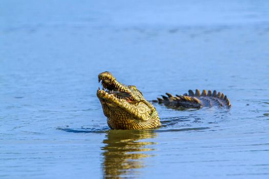 Specie Crocodylus niloticus family of Crocodylidae